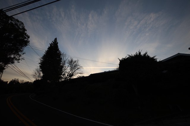 Silhouetted Trees at Dusk Along Residential Street