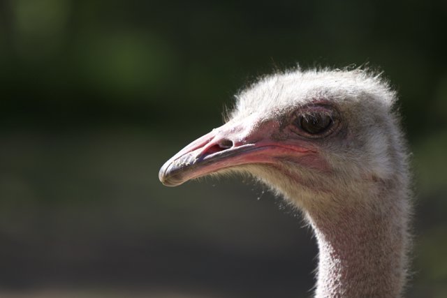 Majestic Ostrich Beak