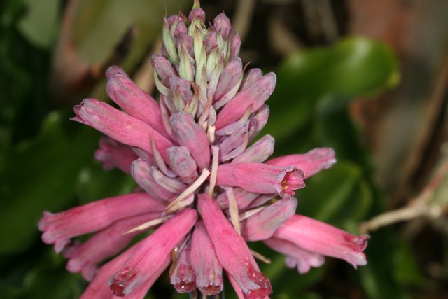 Pink Lupin Flower