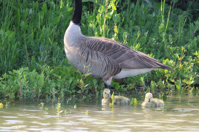Canada Goose with Goslings in Wetland Waters