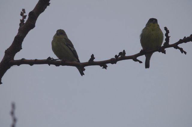 Two Yellow-Green Finches Perched on Winter Branch