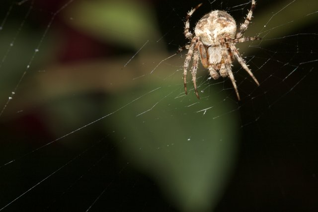 Garden Spider in the Dark