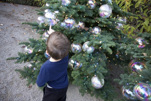 Enchanted by the Ornaments