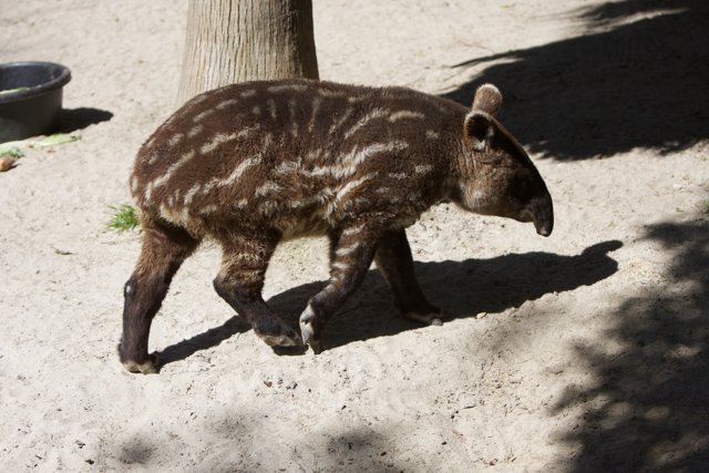 Baby Tapir Strolls on the Soil