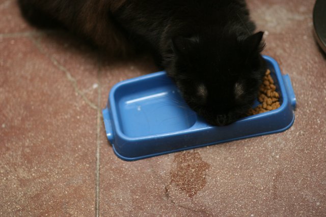 Hungry Black Cat