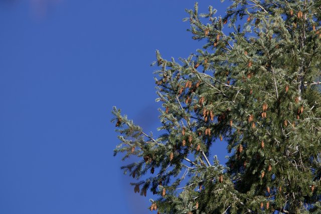 Pine Branches with Cones Against Clear Blue Sky