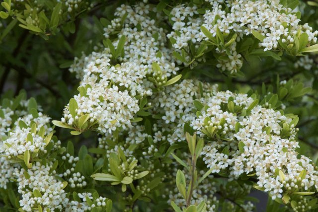 Blossoming Beauty