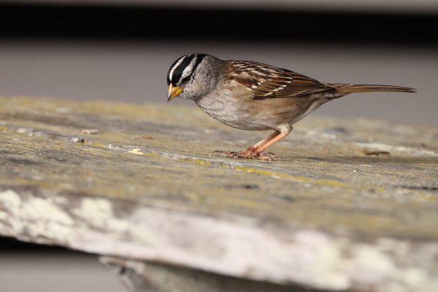 White-Crowned Sparrow Perched on Weathered Wood