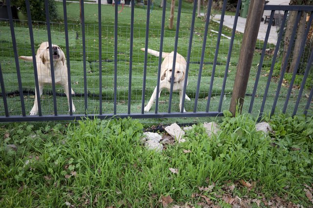 Two Yellow Labs Barking at Fence Line