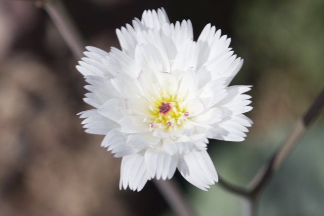 White Daisy in Full Bloom