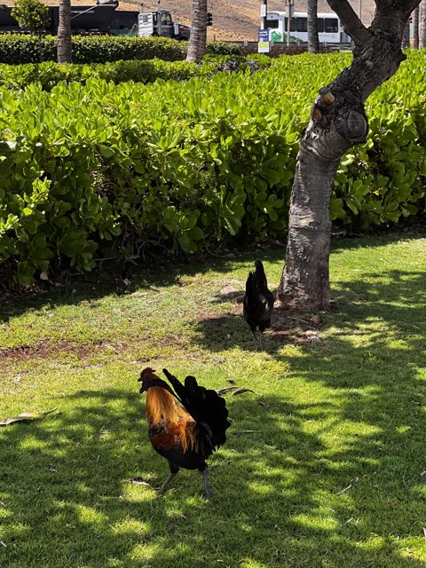 Rooster Rambling