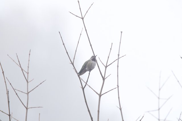 Anna's Hummingbird Perched on Bare Winter Branches
