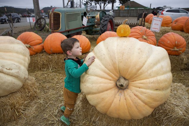 Pumpkin Patch Delight