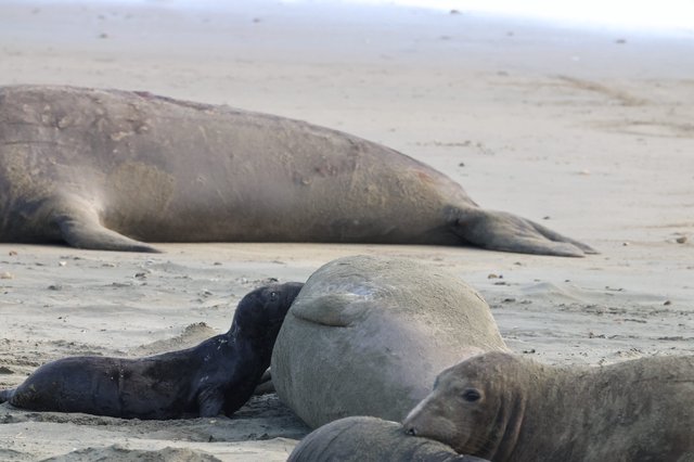 Northern Elephant Seal Mother and Nursing Pup on Beach