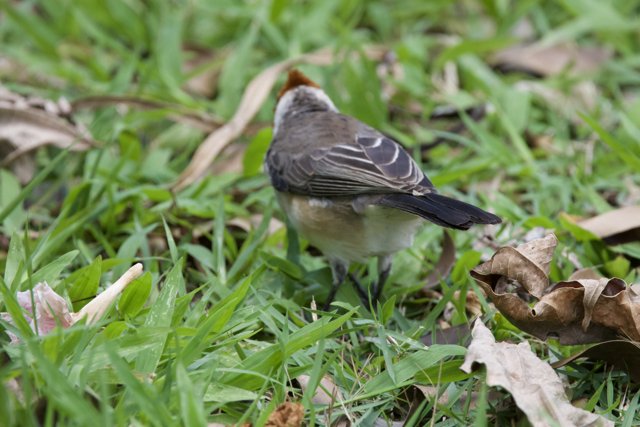 Whispers of Nature: A Finch at Honolulu Zoo