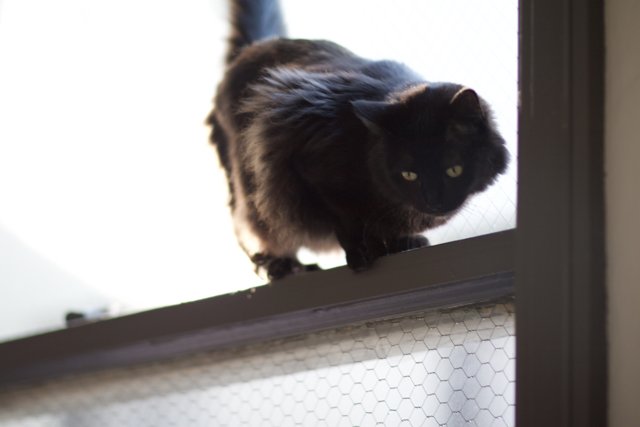 Majestic Black Cat