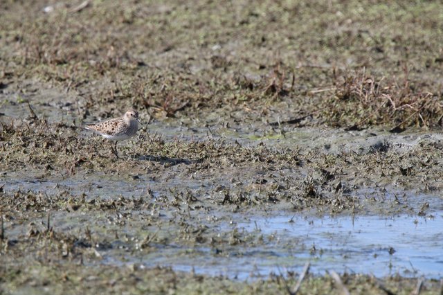 Solitary Shorebird Foraging in Mudflat Wetland