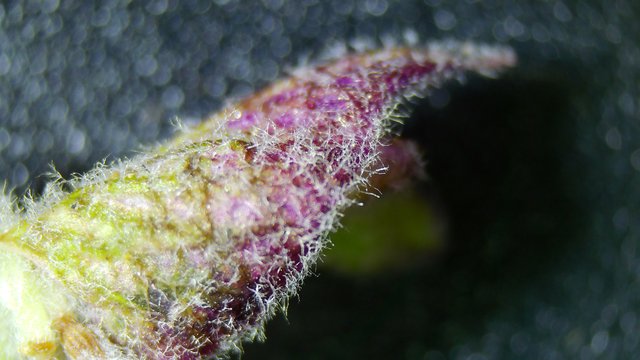 Microscopic Trichomes on a Purple-Tinged Plant Bud