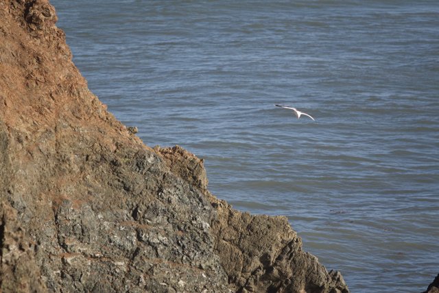 Majestic Seagull Soaring Over Rocky Cliff