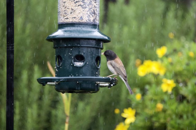 Dark-Eyed Junco at Bird Feeder in Rain