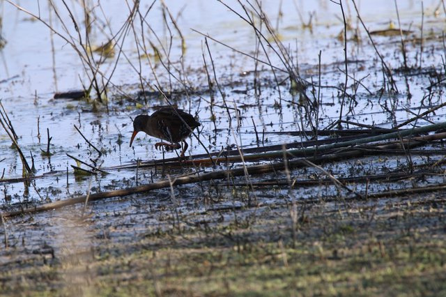 Common Gallinule Foraging in Shallow Wetland Waters