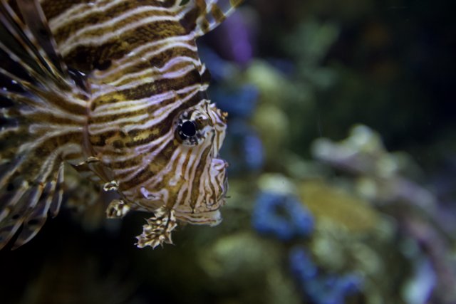 Majestic Lionfish in the Aquarium