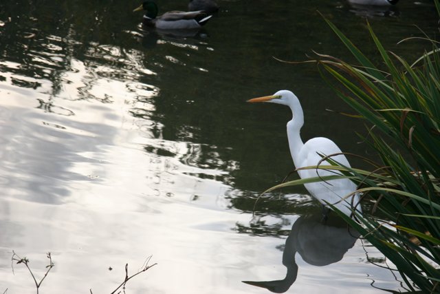 Graceful Heron in a Wetland Wonderland