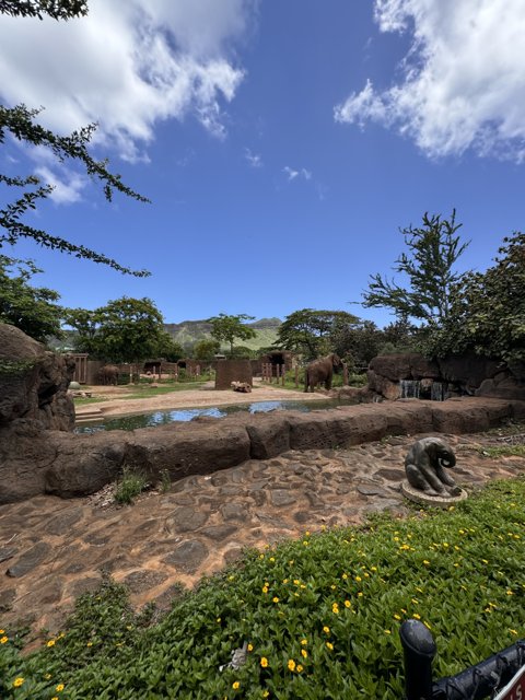Serenity and Splendor: Elephants at the Honolulu Zoo