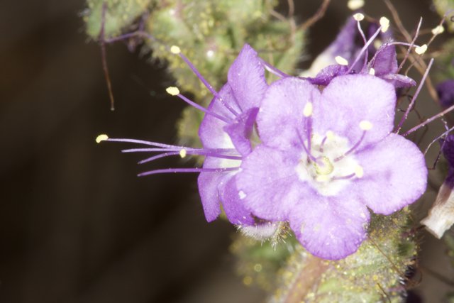 Purple Geranium in the Desert
