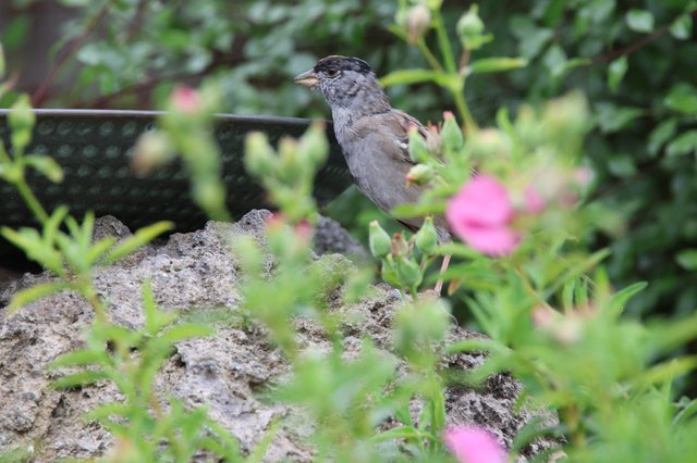 Golden-crowned Sparrow Perched Among Garden Flowers