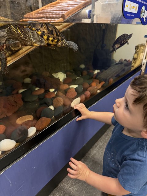 Captivated by Turtles