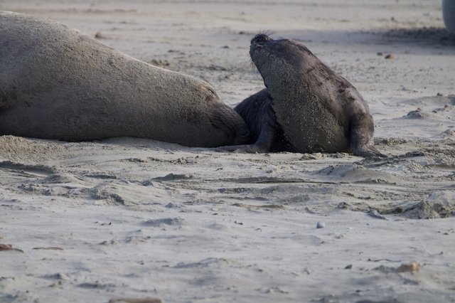 Northern Elephant Seal Pup with Mother at Drakes Beach