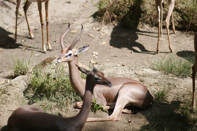 Impala and Antelopes Grazing