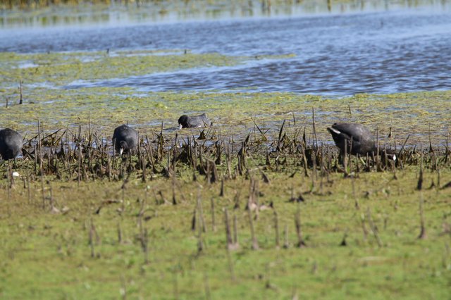 American Coots Foraging in Shallow Wetland Waters