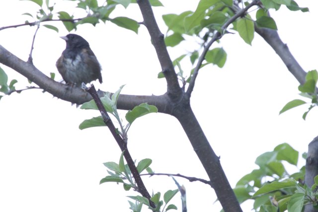 Serene Perch in Spring