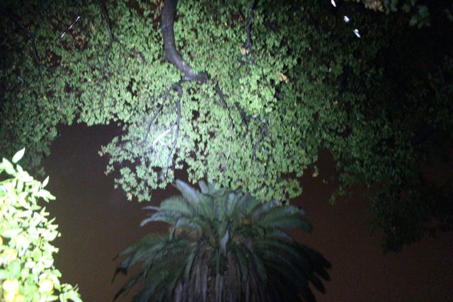Illuminated Tree in Altadena