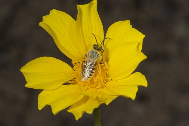 Busy Bee Collecting Pollen on Yellow Daisy