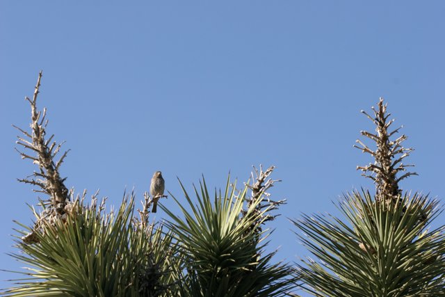 Serene Bird on Tree Branch with Blue Sky