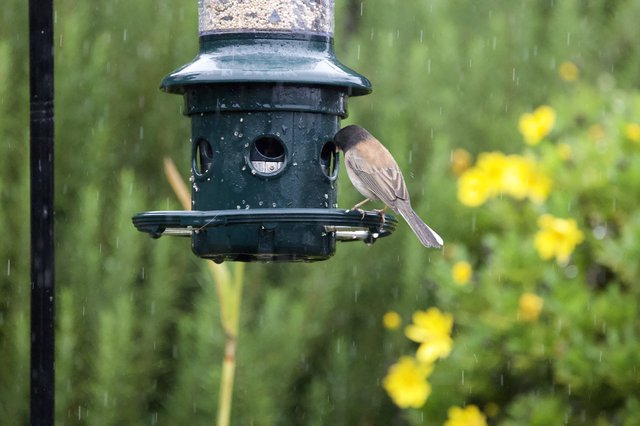 Bird Feeding in the Rain at Garden Feeder