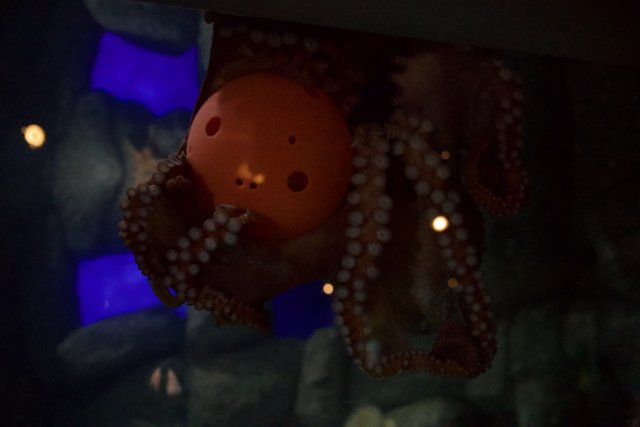Octopus' Playtime at Monterey Bay Aquarium, 2023