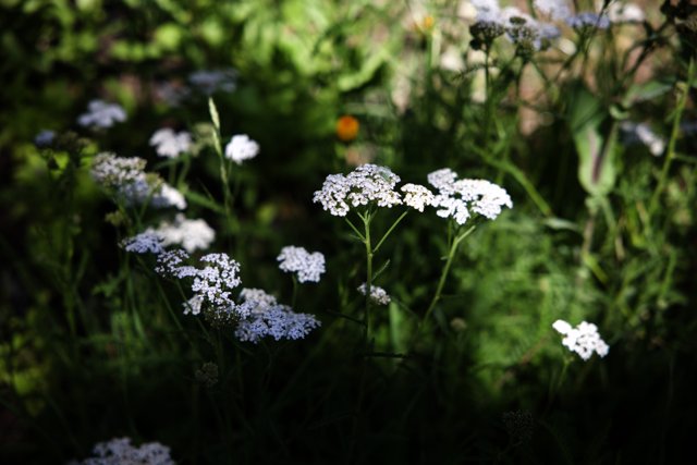 Radiant White Bloom