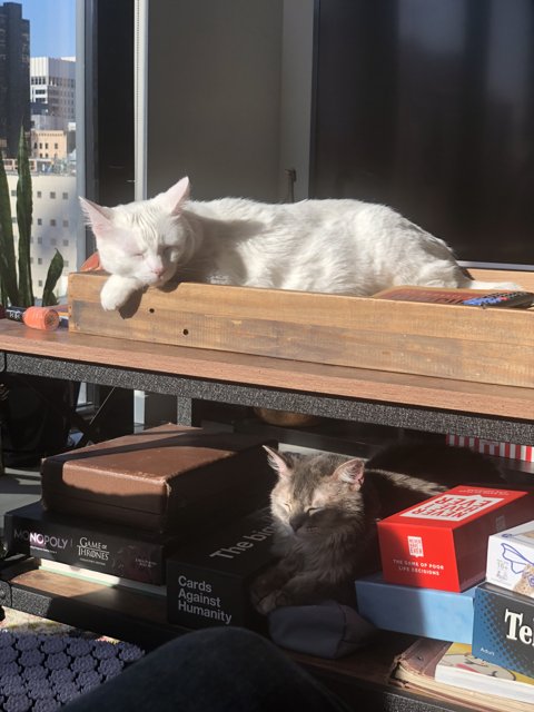 Feline Relaxation on a Wooden Shelf