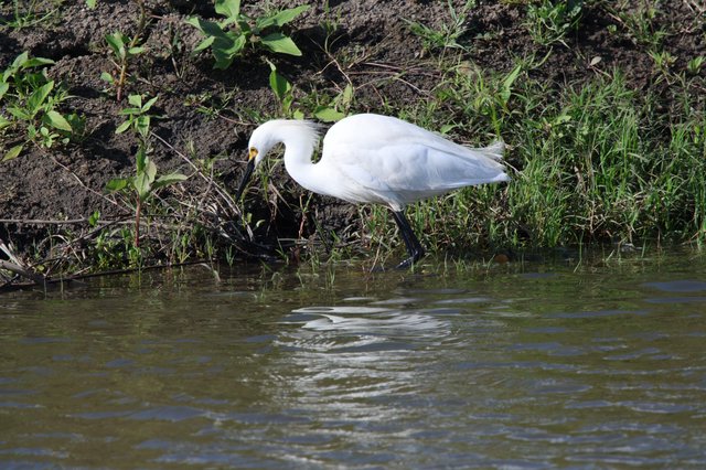 Great Egret Foraging Along Muddy Wetland Shore