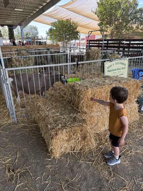 Curious Encounters at the Goat Pen