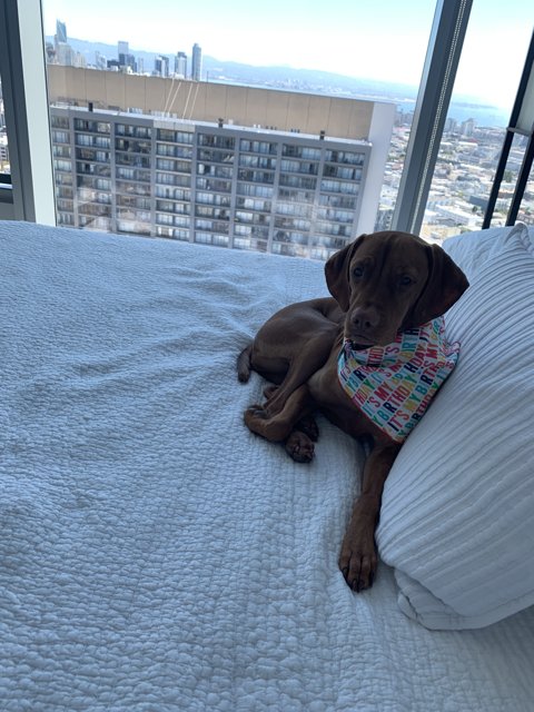 Cozy Canine on California Bed