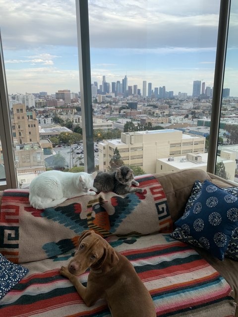 City Pups Relaxing