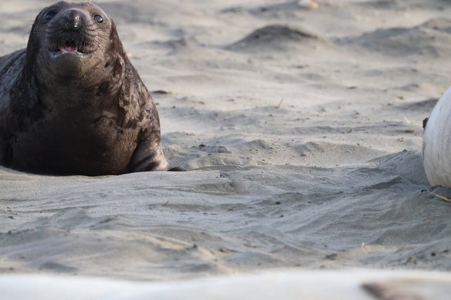 Young Elephant Seal Pup Vocalizing on Beach