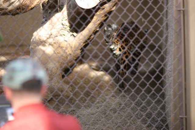 A Close Encounter at the Zoo