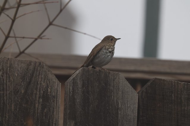Hermit Thrush Perched on Weathered Wooden Fence