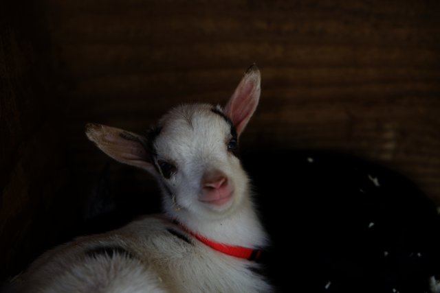 Adorable Baby Goat in Half Moon Bay